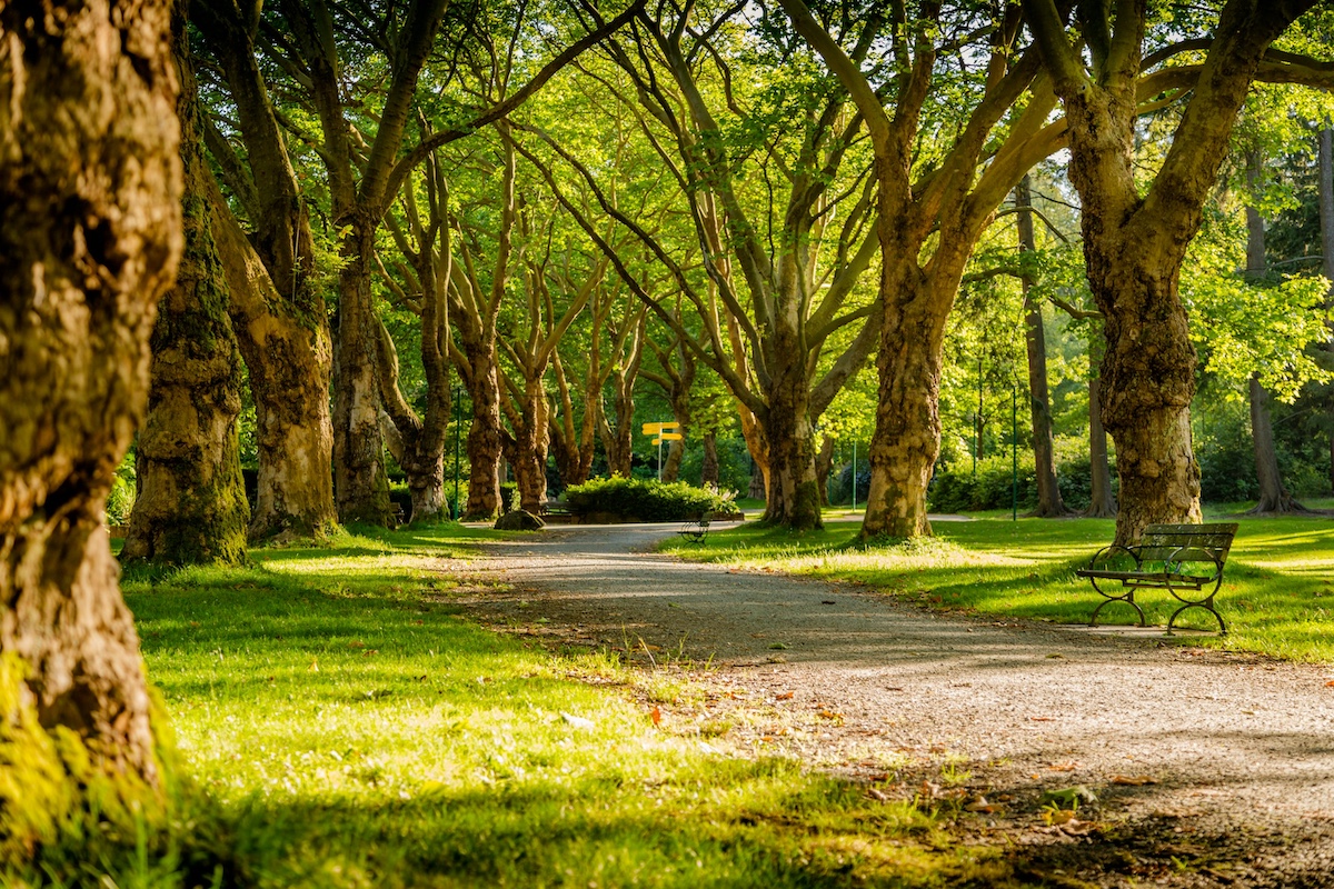 The Future of Urban Parks: Designing Green Spaces for a Sustainable Tomorrow hero image