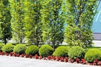 Commercial Landscape Design & Revitalization service image