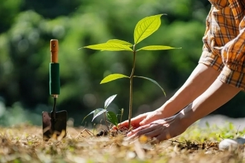 Tree Planting, Maintenance & Removal service image